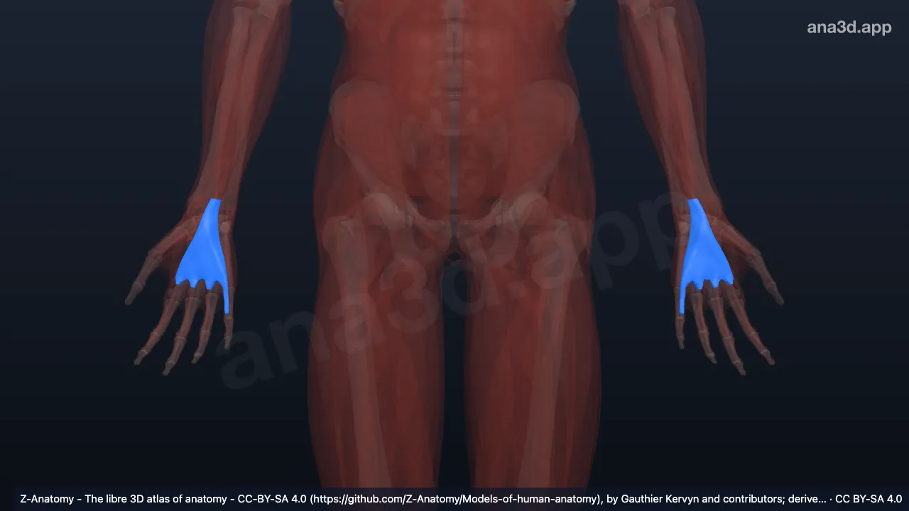 Modelo 3D: Bainha do tendão flexor comum