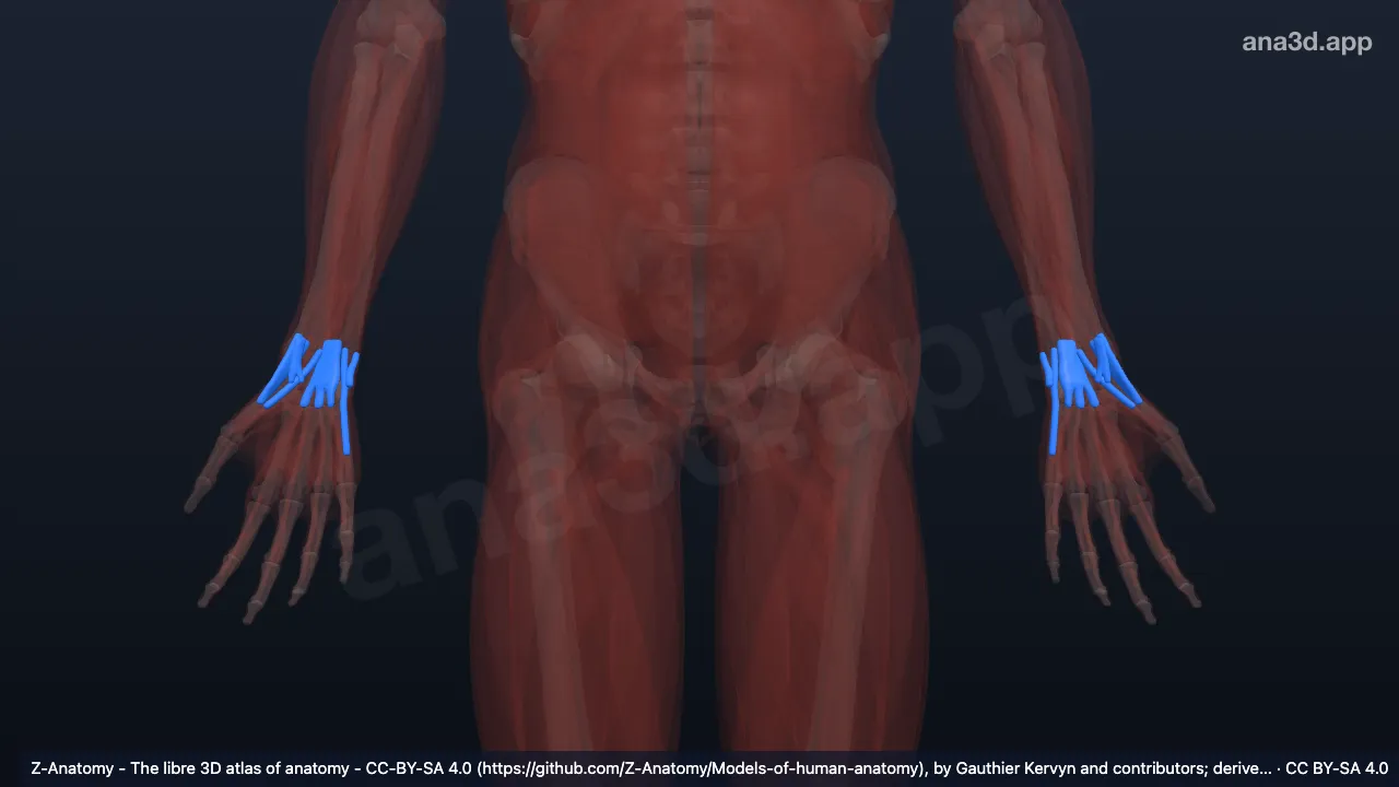 Modelo 3D: Bainhas do tendão do carpo dorsal