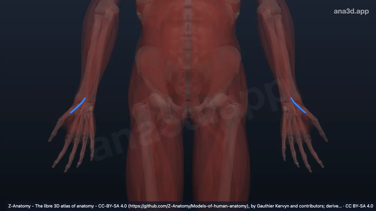 3D 모델: 긴엄지폄근의 힘줄집