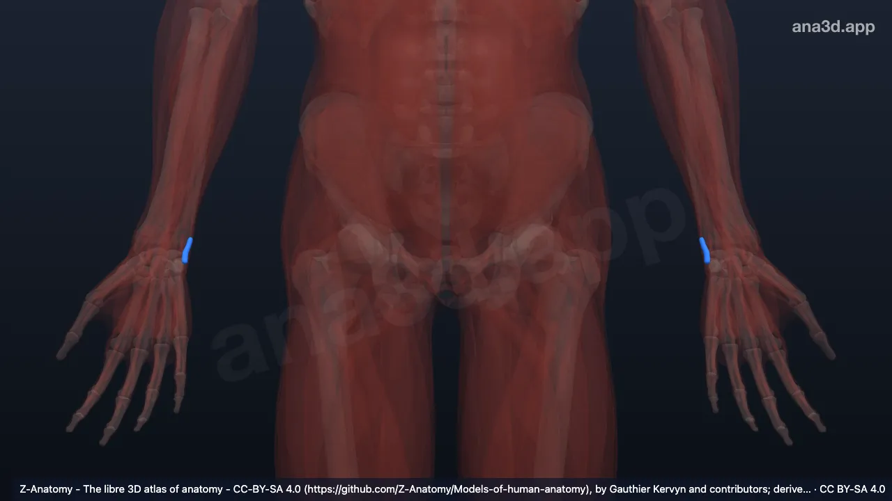 3D-Modell: Sehnenscheide des Musculus extensor carpi ulnaris