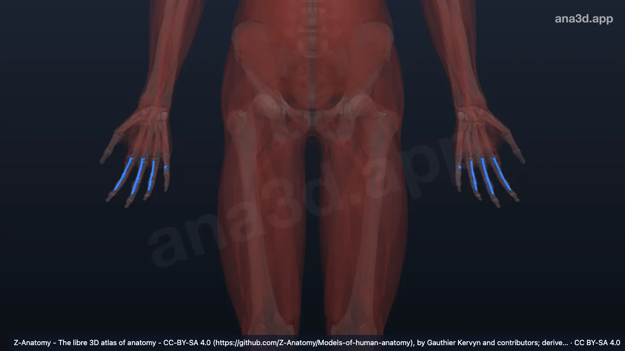 Modelo 3D: Bainhas de tendão dos dedos da mão