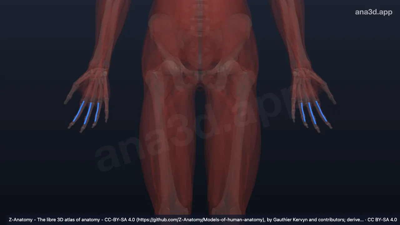 Modelo 3D: Bainhas sinoviais dos dedos da mão
