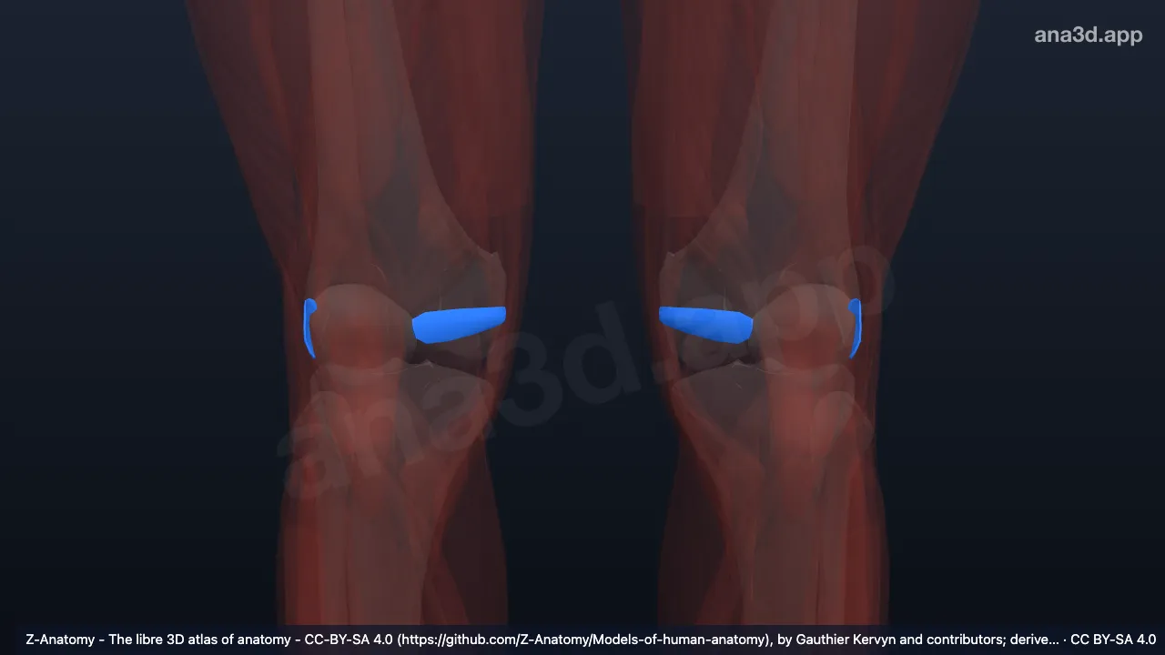 Modelo 3D: Compartimento anterior da coxa