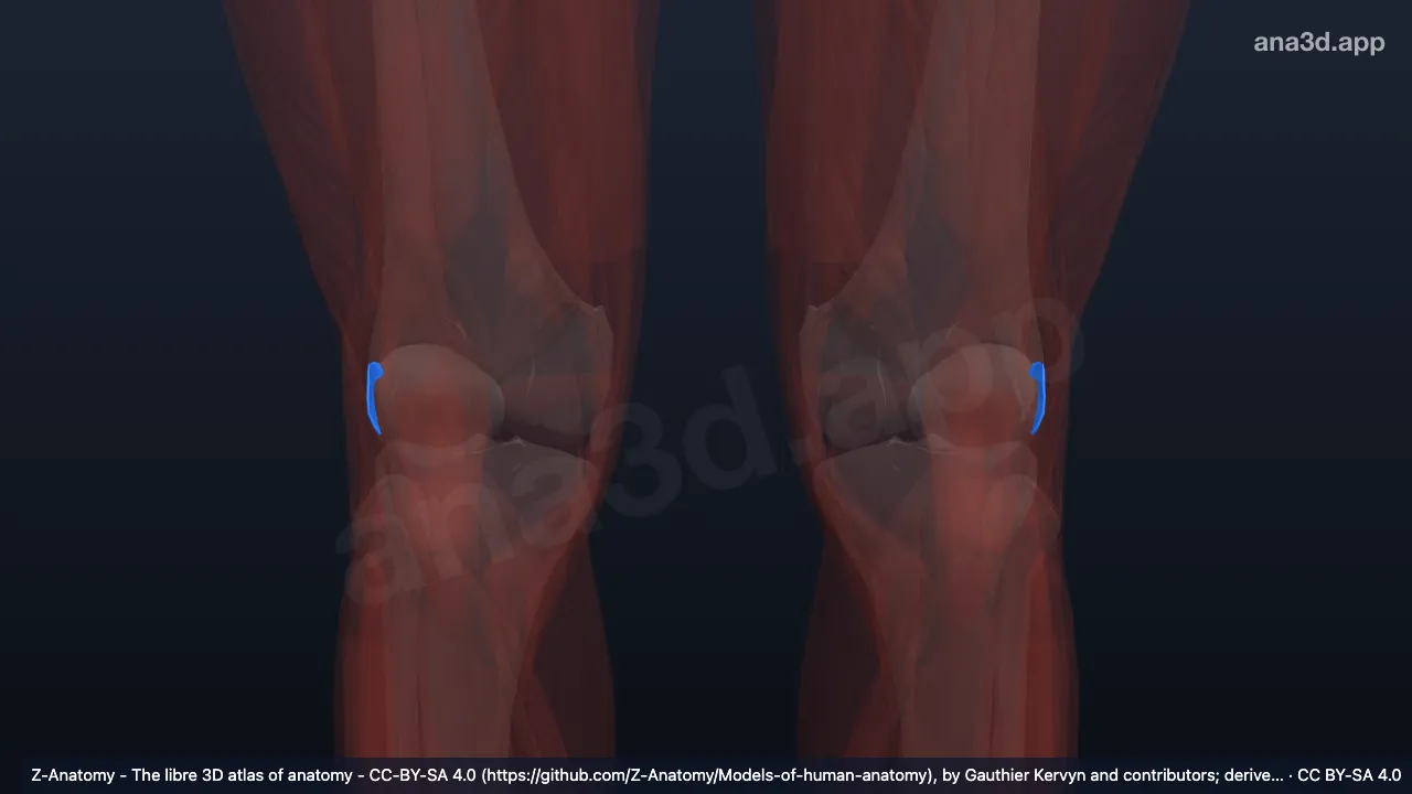 3D model: lateral patellar retinaculum
