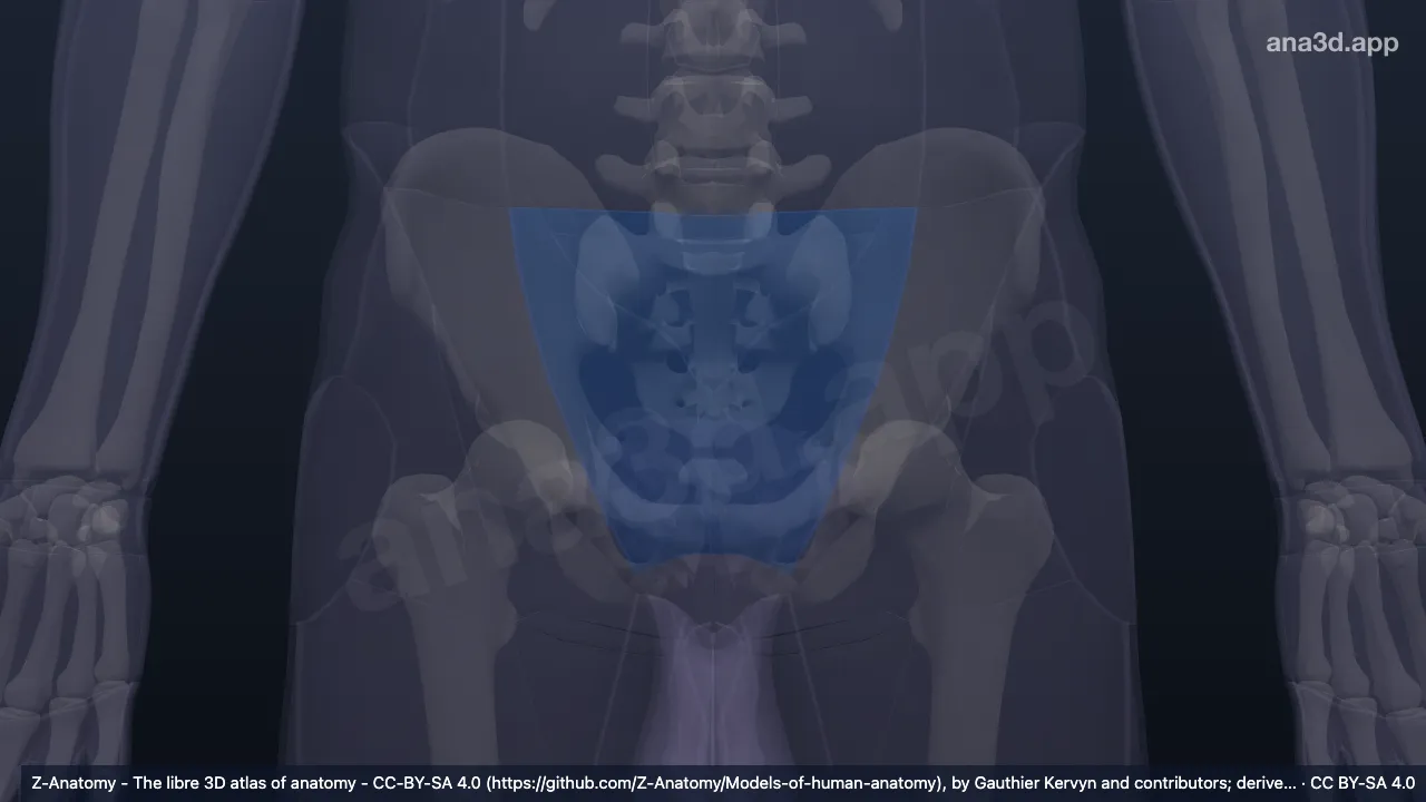 3D-Modell: Hypogastrium
