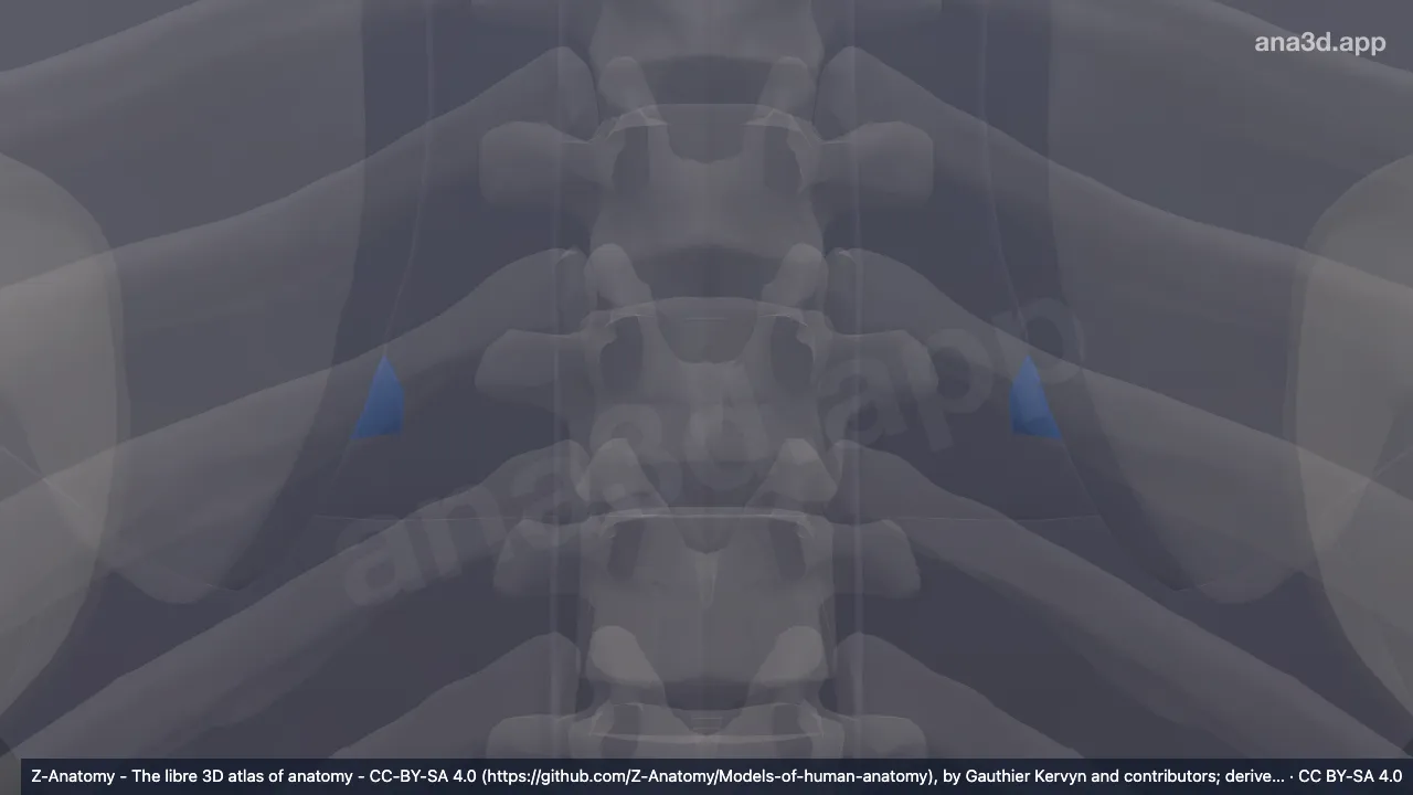 Modelo 3D: Trígono de auscultación