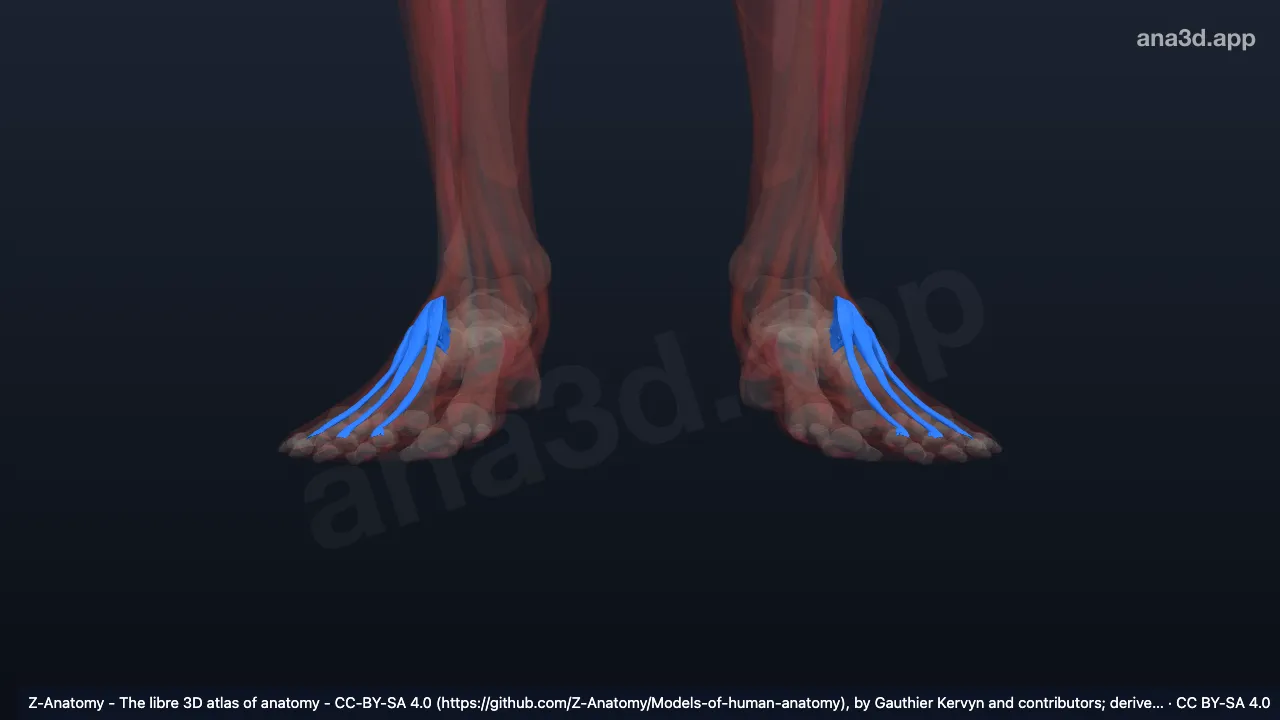 Modèle 3D : Court extenseur des orteils
