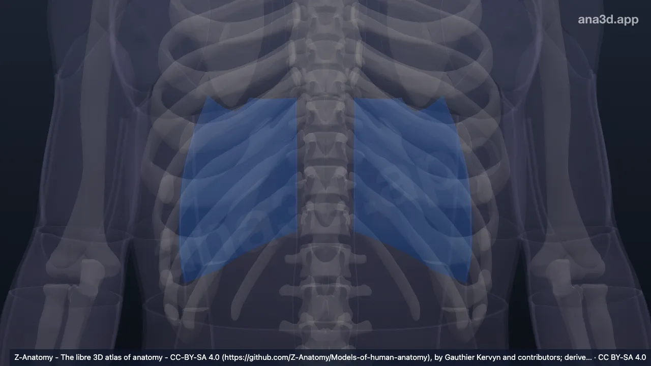 3D-Modell: Regio infrascapularis
