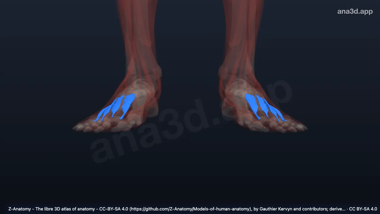 3D model: dorsal interossei muscles of foot