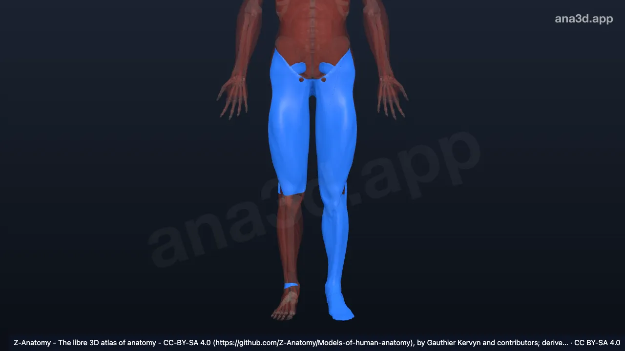 3D-Modell: Faszien der unteren Extremität