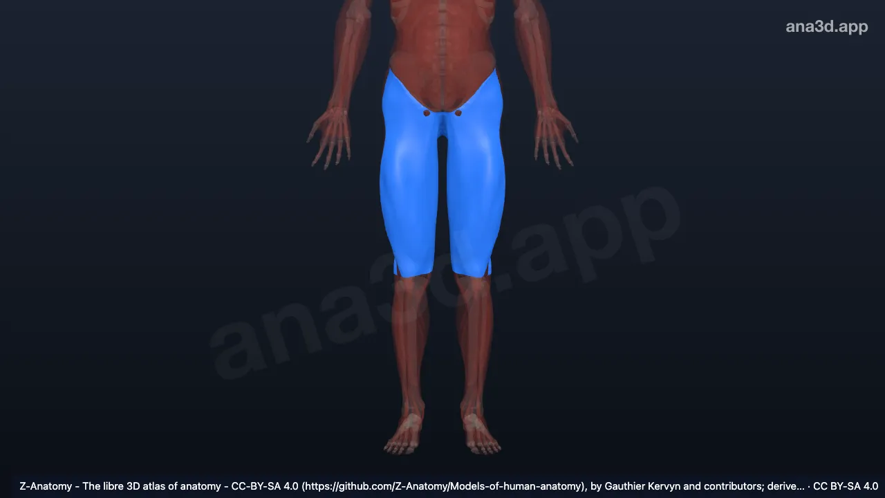 Mô hình 3D: Mạc đùi