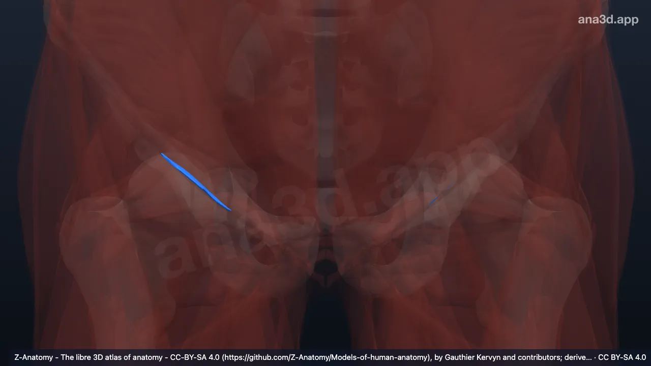 Modelo 3D: Arco iliopectíneo