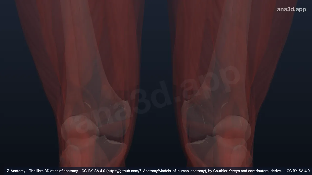 Modelo 3D: Fáscia poplítea