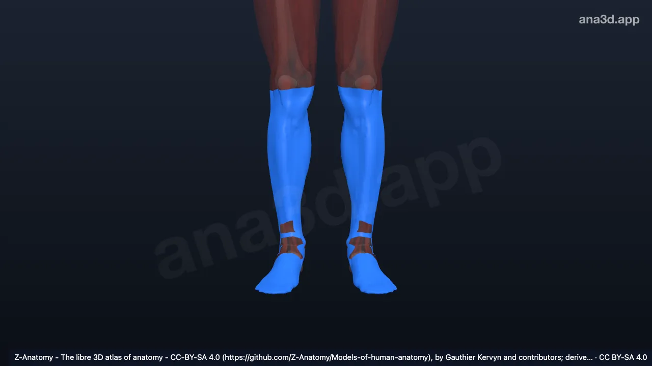 3D-Modell: Fascia cruris