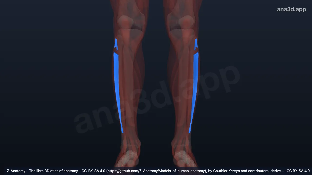 Mô hình 3D: Vách gian cơ trước cẳng chân