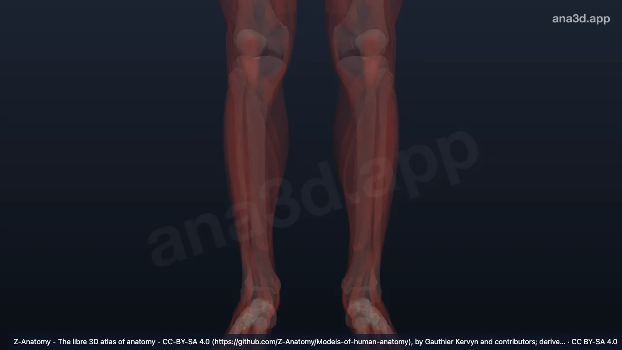 3D-Modell: Septum intermusculare transversum cruris
