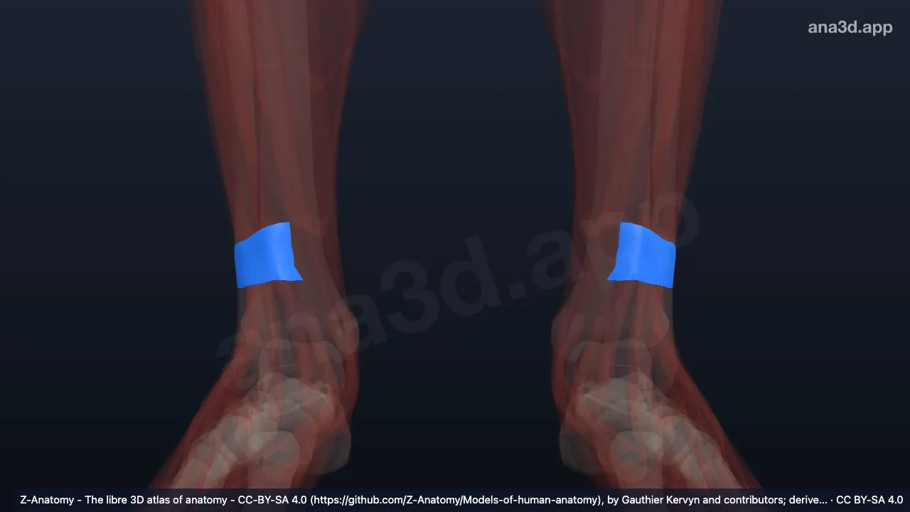3Dモデル:上伸筋支帯