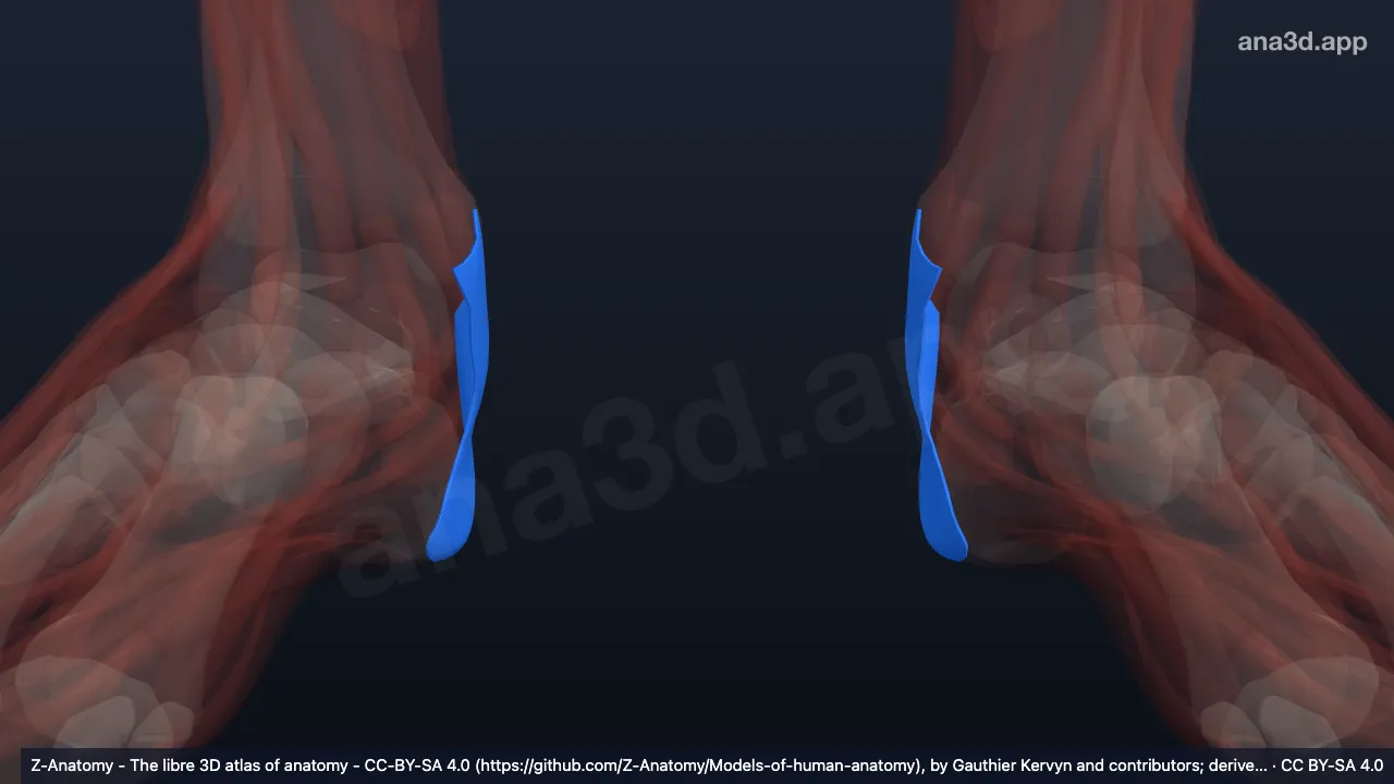 3D model: flexor retinaculum of ankle