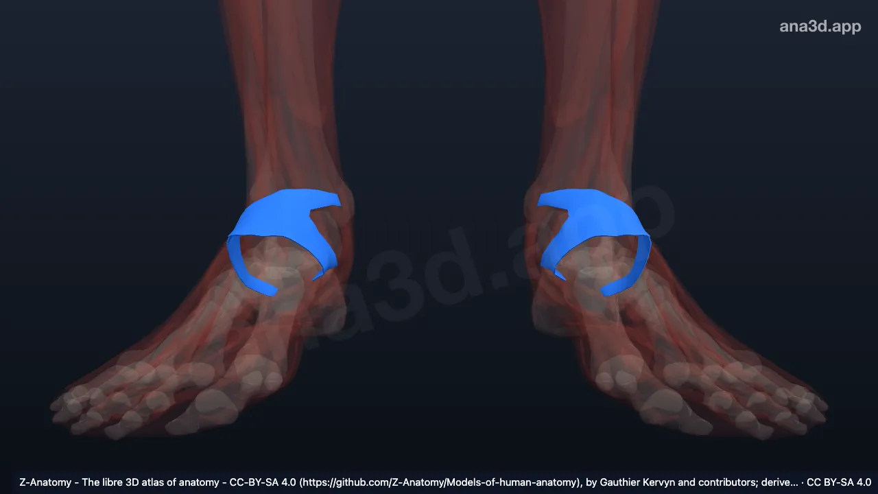 Modelo 3D: Retináculo fibular superior