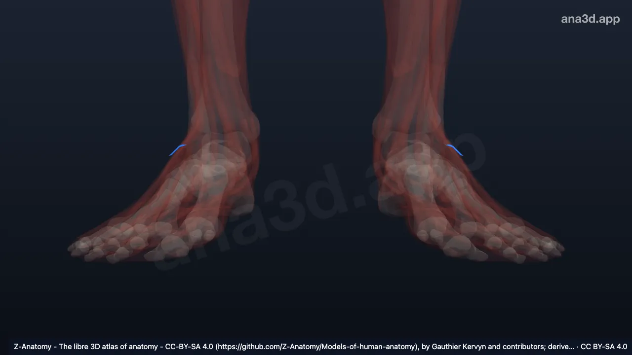 3D model: inferior fibular retinaculum