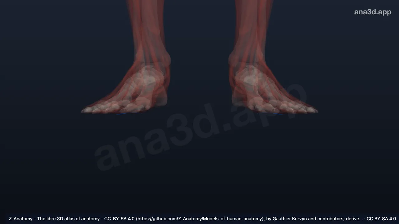 3D-Modell: Ligamentum metatarsale transversum superficiale