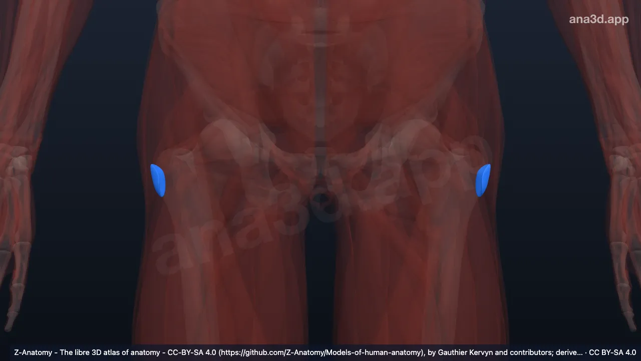 3D-Modell: Bursa subcutanea trochanterica