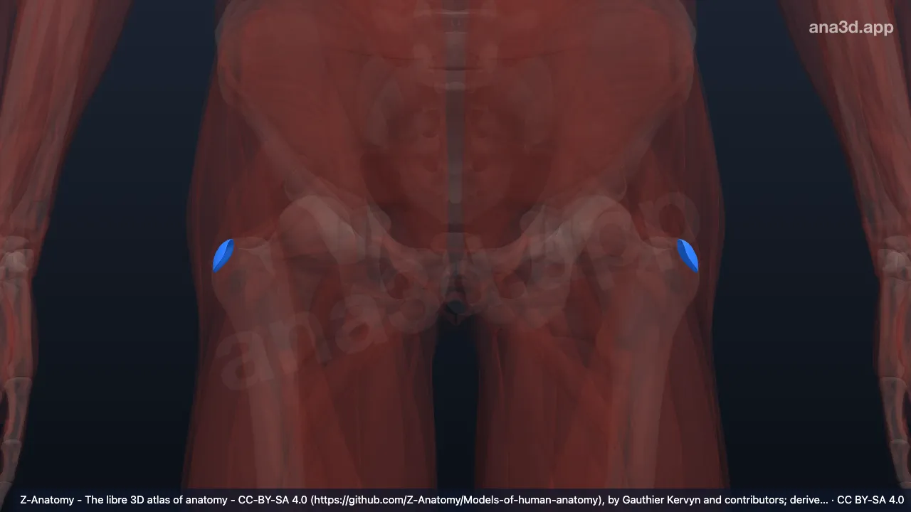 Modèle 3D : Bourse trochantérique du muscle petit fessier
