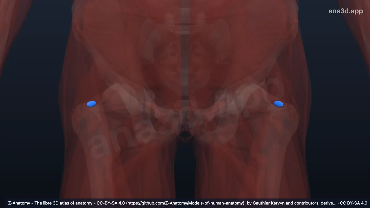 Model 3D: Bursa otot piriformis