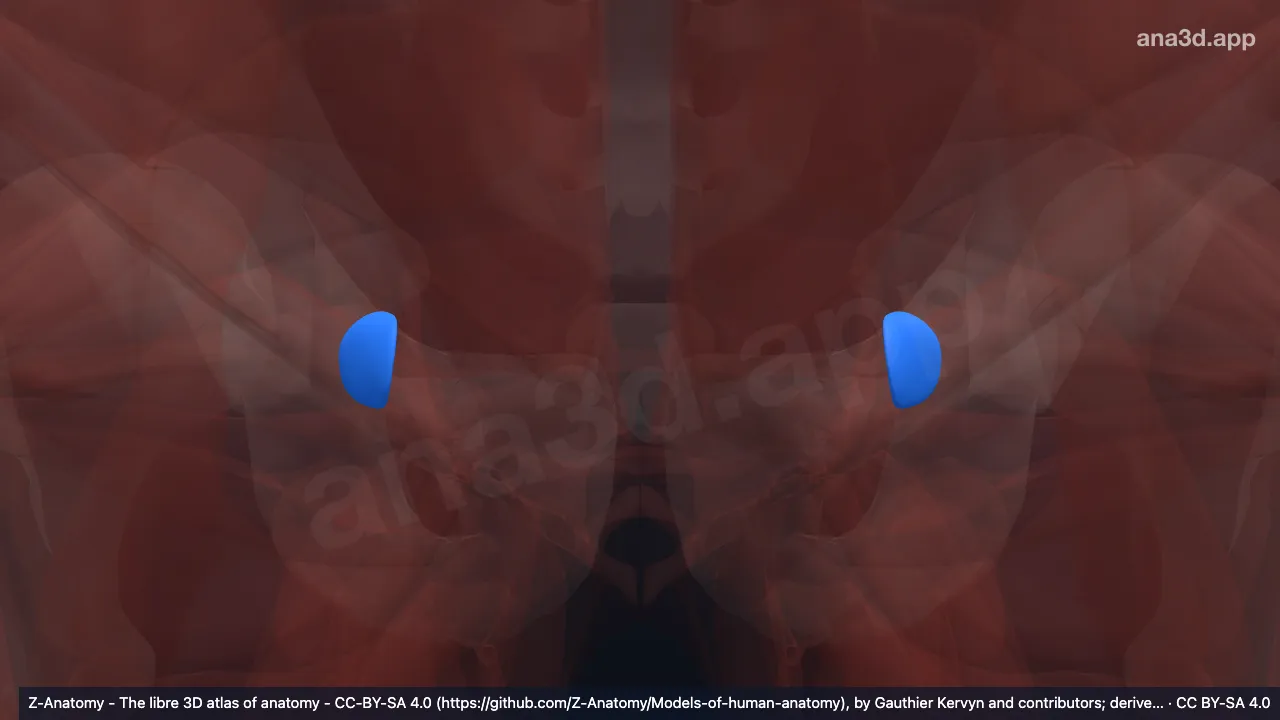 Model 3D: Bursa iskiadika obturatorius internus
