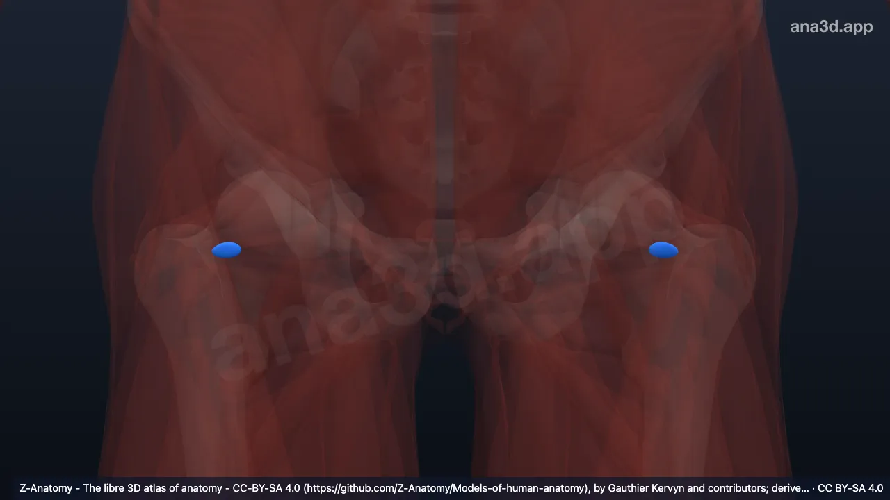Model 3D: Bursa subtendinea obturatorius internus