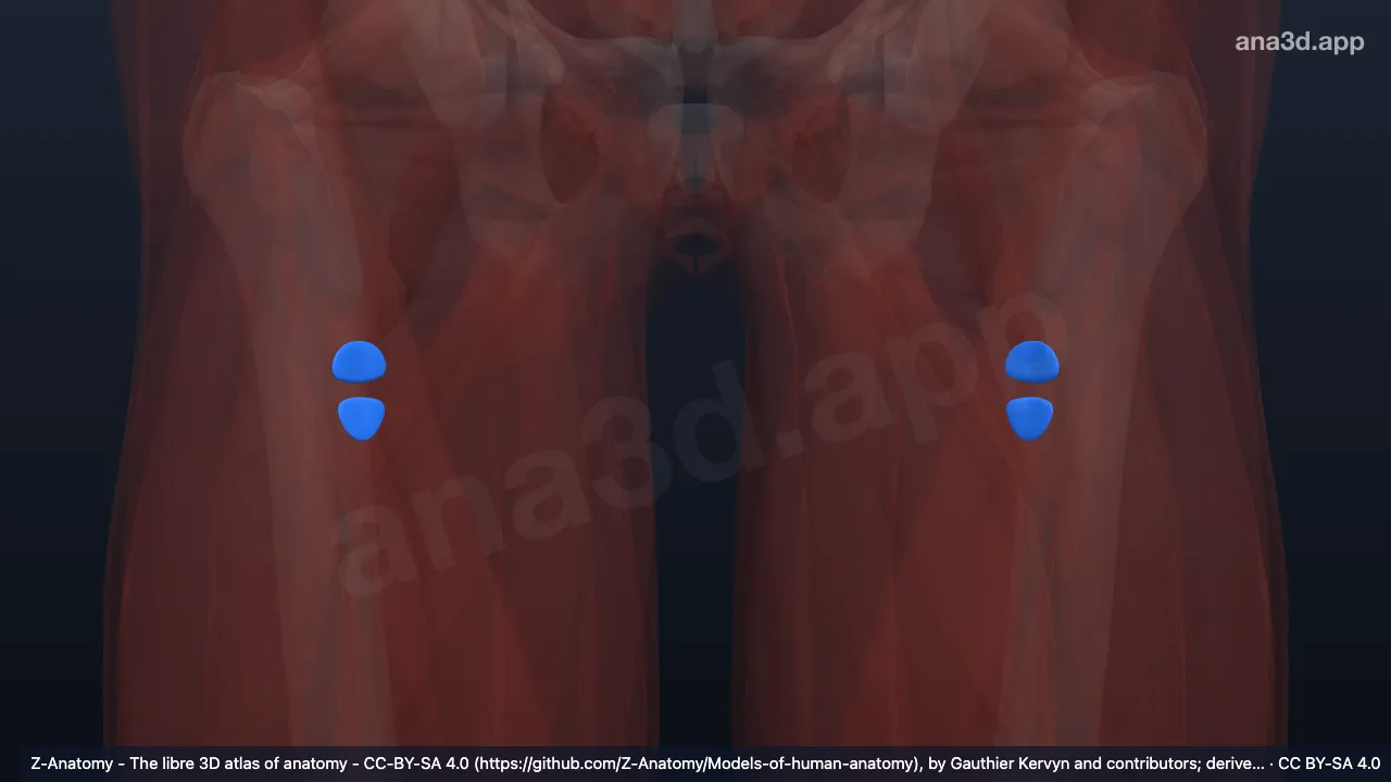 Model 3D: Bursa intermuskularis glutea