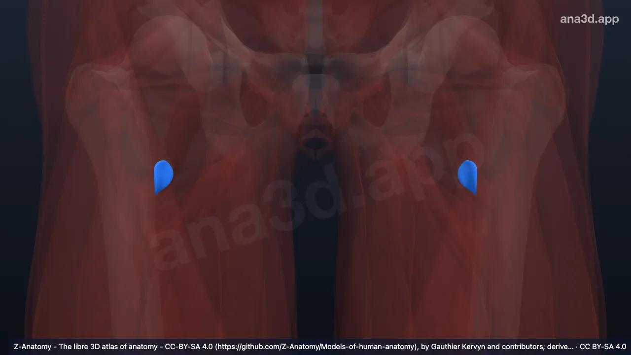 3D-Modell: Bursa subtendinea iliaca