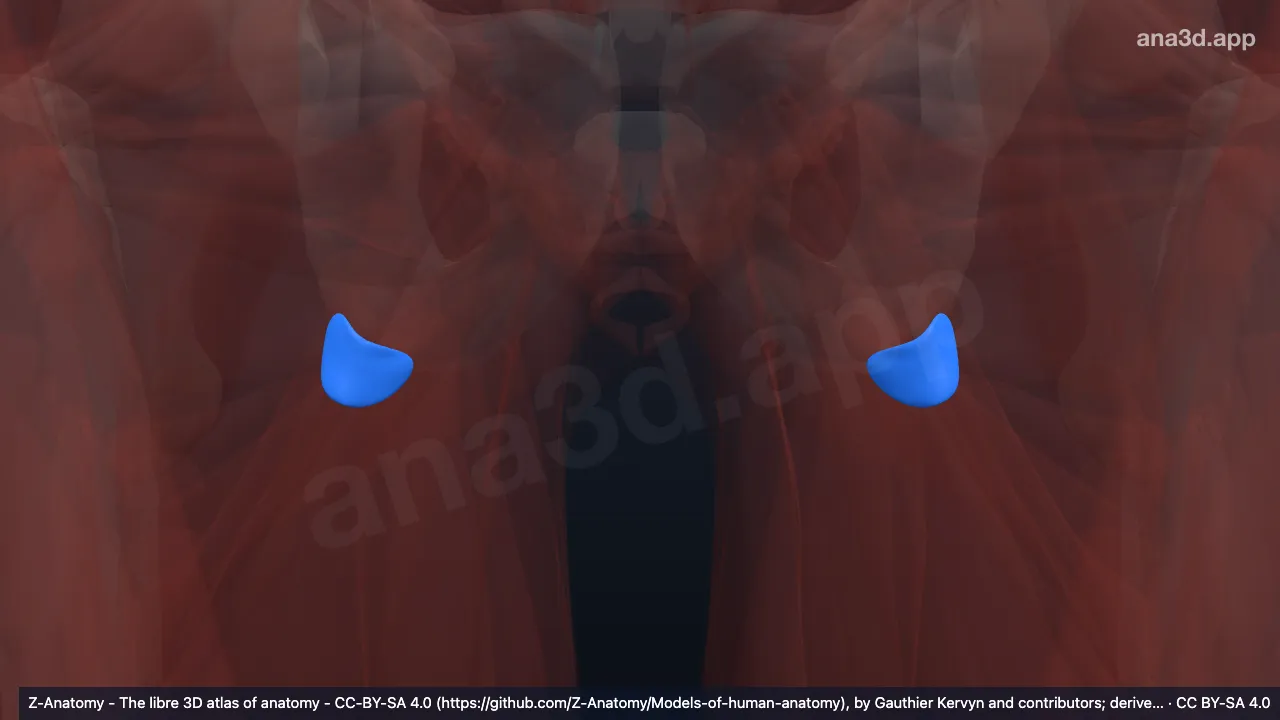 Modelo 3D: Bursa superior do músculo bíceps femoral