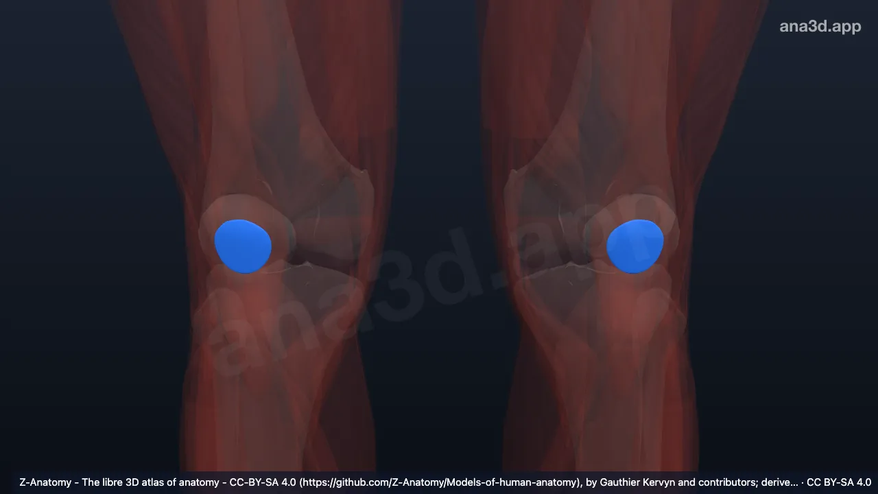 3D model: subtendinous prepatellar bursa