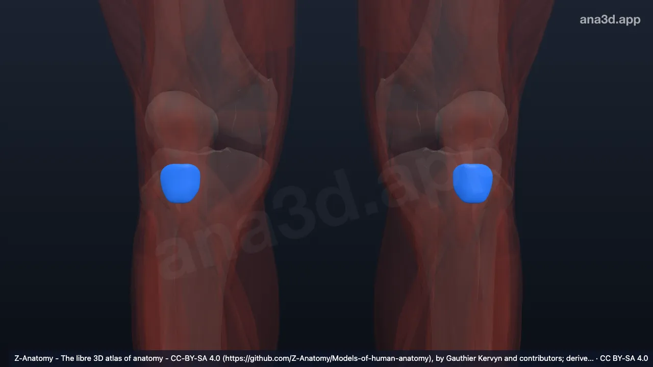 Modèle 3D : Bourse sous-cutanée infrapatellaire
