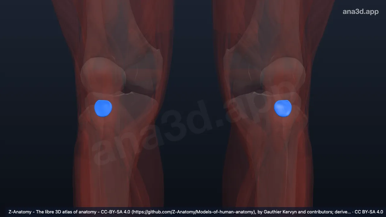 Modèle 3D : Bourse infrapatellaire profonde