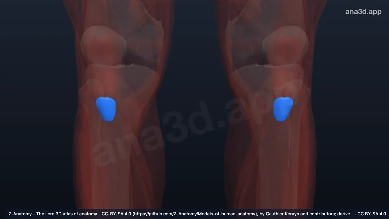 Model 3D: Bursa subkutanea tuberositas tibia