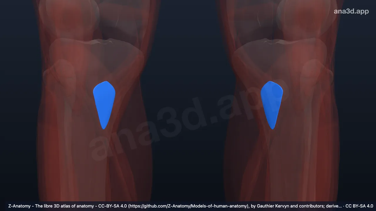 Modèle 3D : Bourse subtendineuse du muscle sartorius