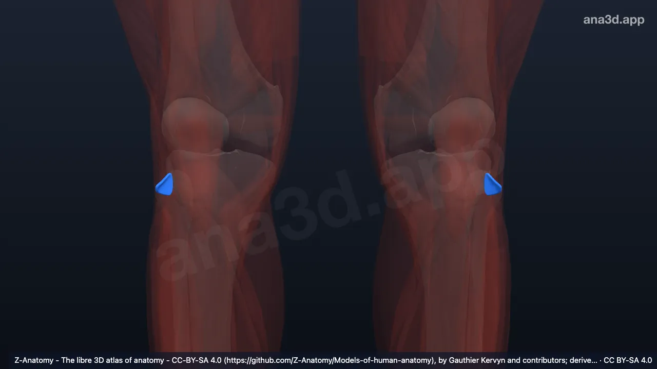 Model 3D: Bursa subtendinea inferior otot biseps femoris