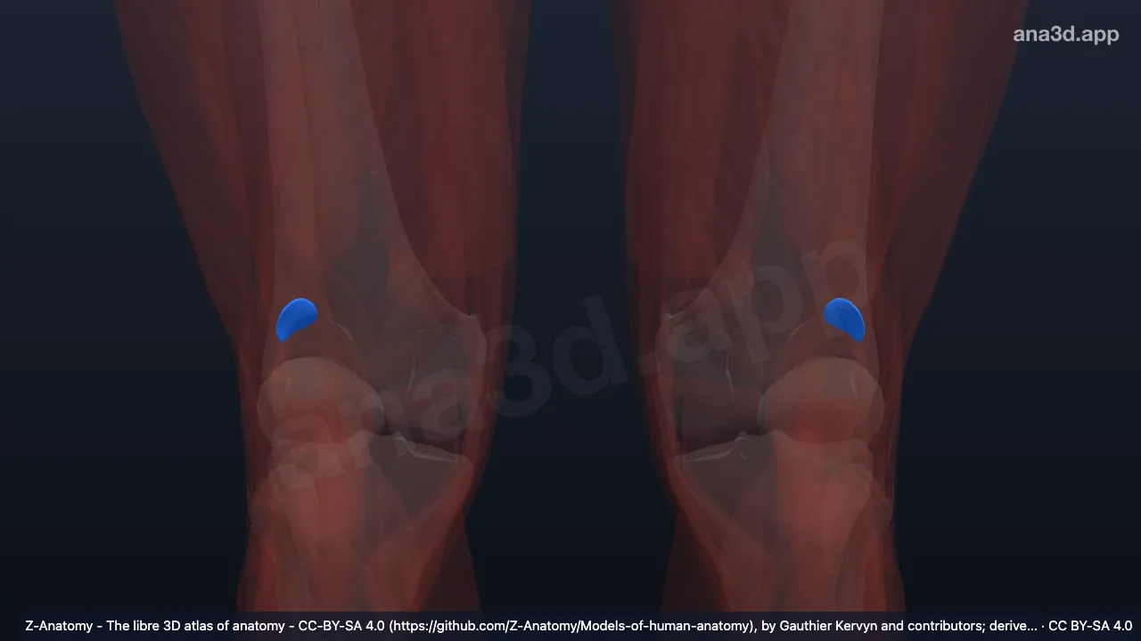 Model 3D: Bursa subtendinea lateralis otot gastroknemius