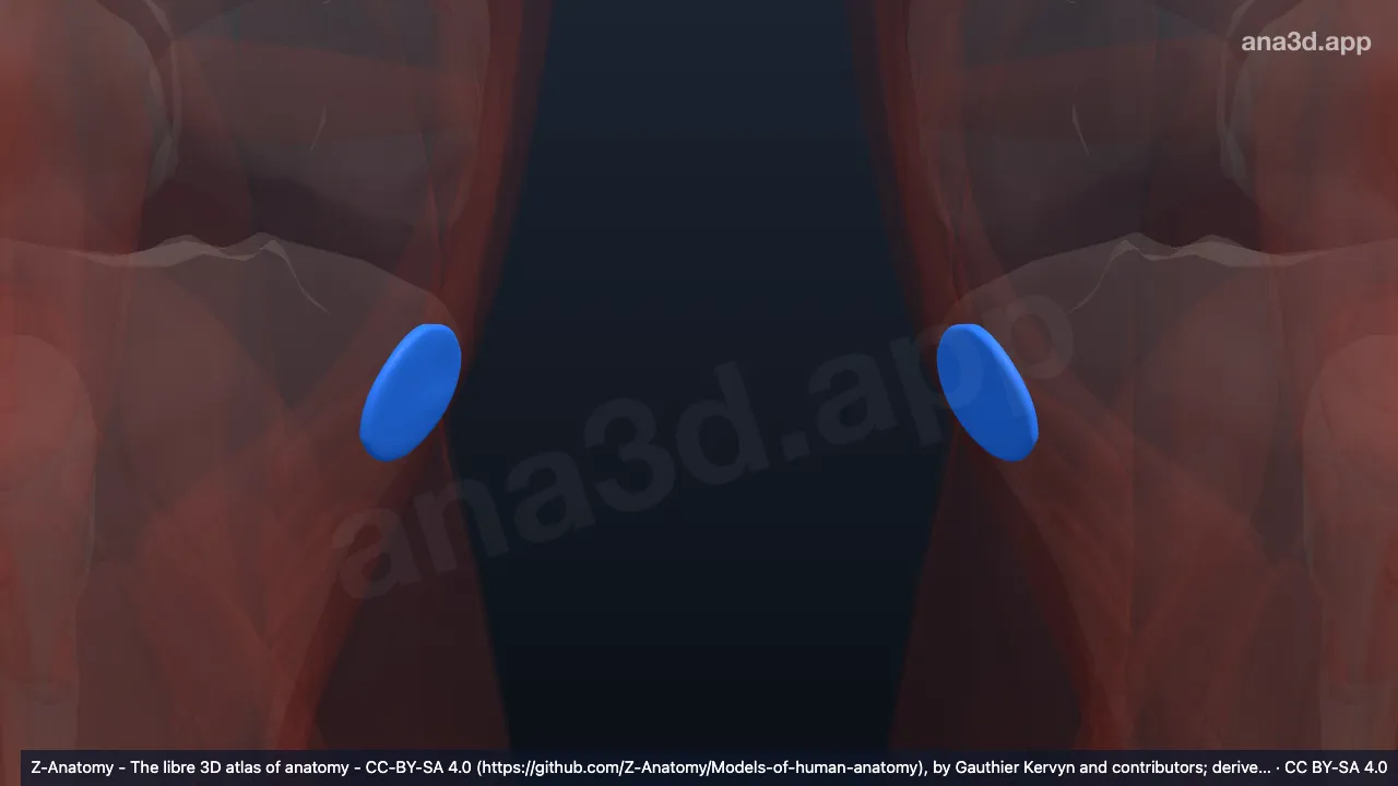 3D model: semimembranosus bursa