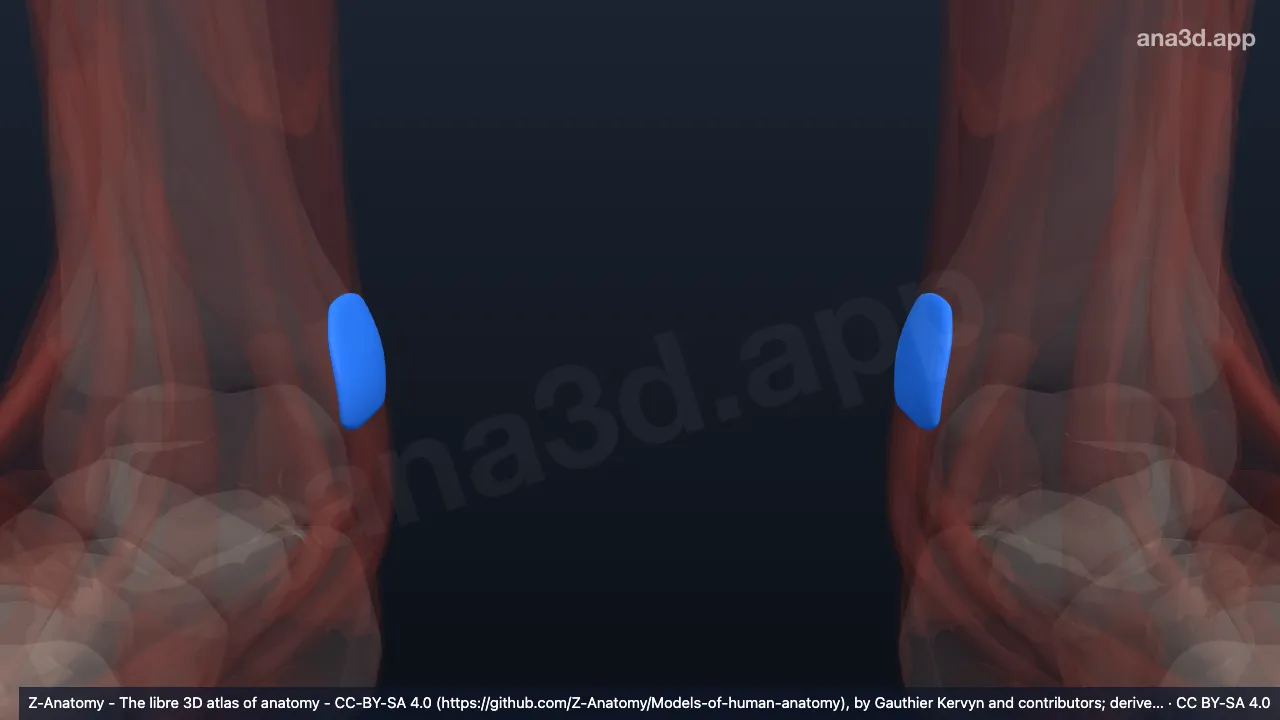 3D-Modell: Bursa subcutanea malleoli medialis