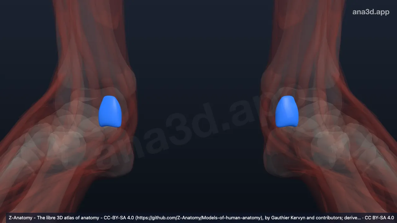 3D-Modell: Bursa subtendinea calcanea