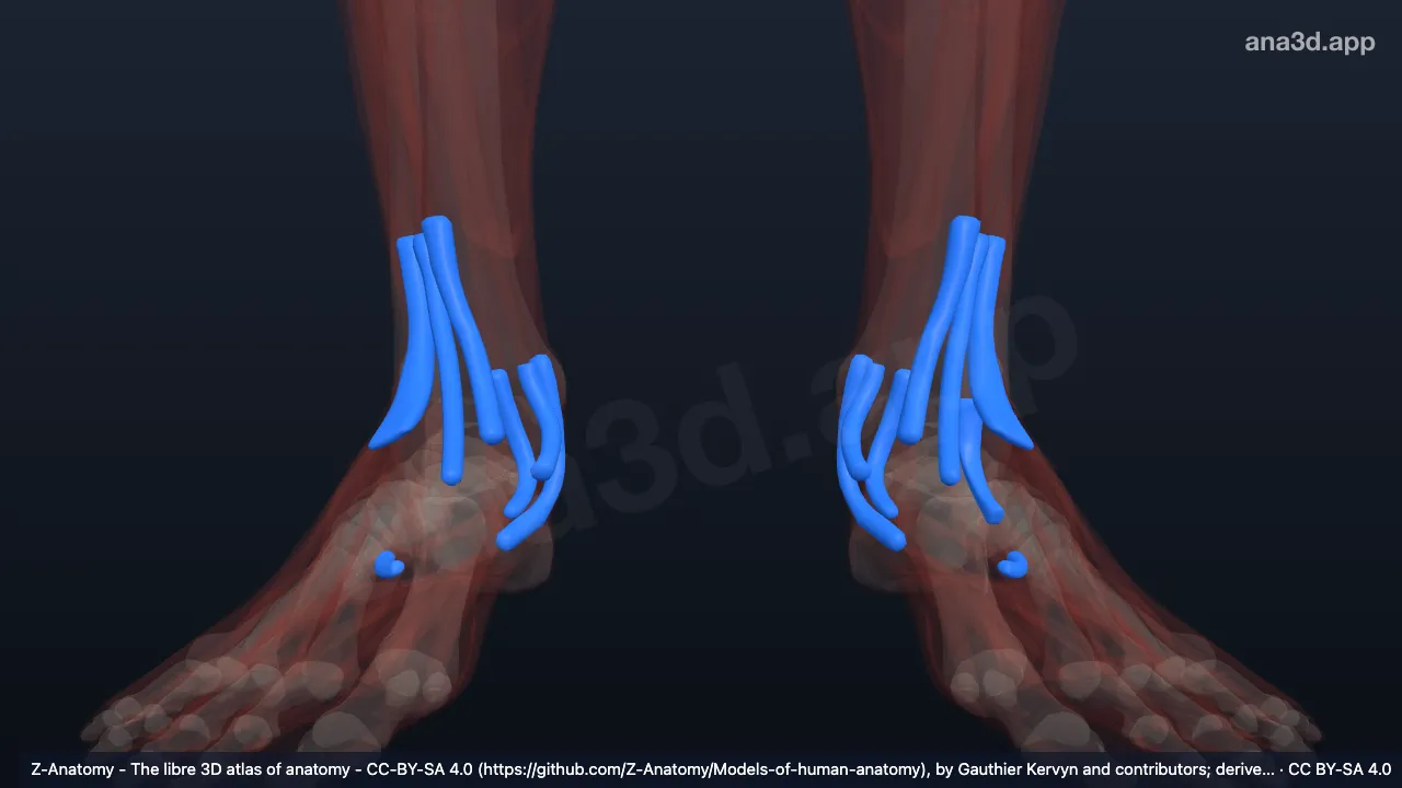 Modelo 3D: Bainhasdos tendoes do membro inferior