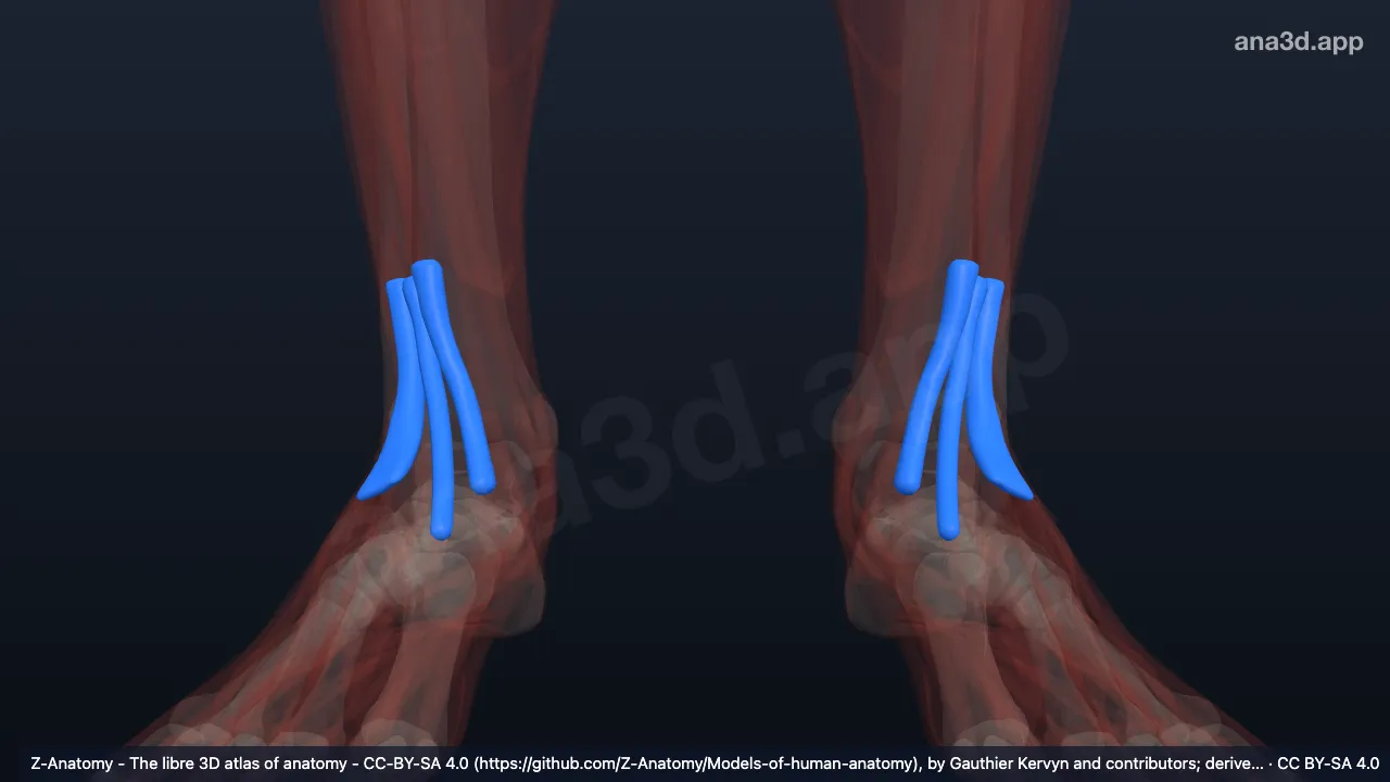 3Dモデル：前足根腱鞘