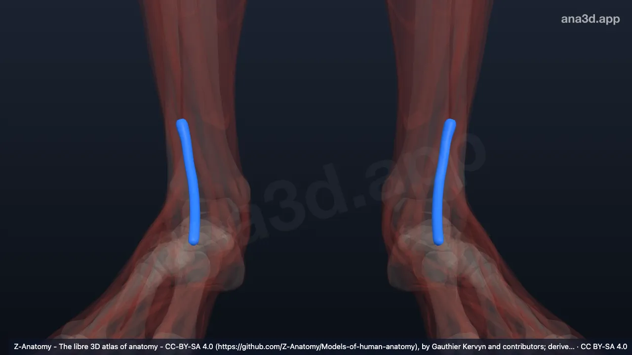 3D 모델: 긴엄지발가락폄근의 힘줄집