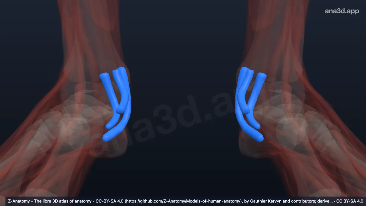 Modelo 3D: Bainhas do tendão do tarso tibial