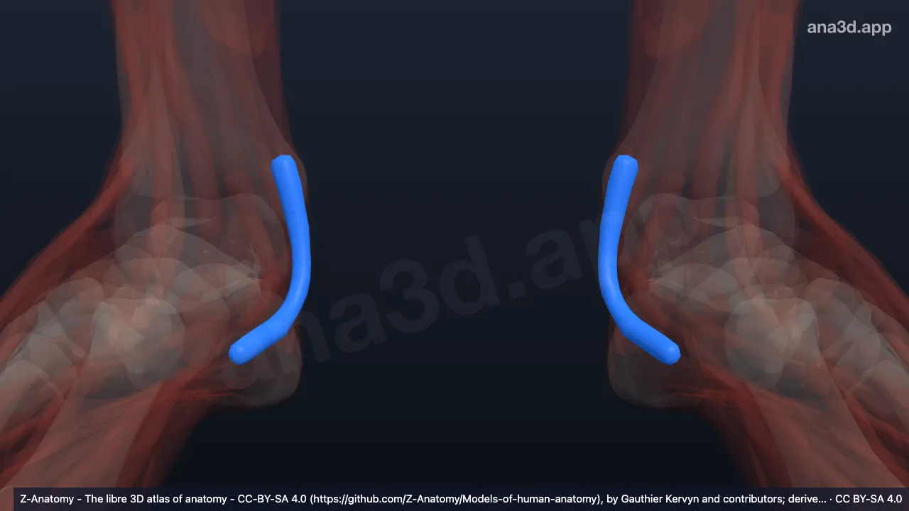 Modelo 3D: Bainha do tendão do flexor longo dos dedos