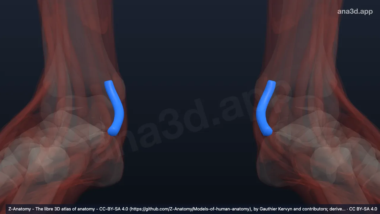 Modelo 3D: Bainha do tendão do músculo tibial posterior