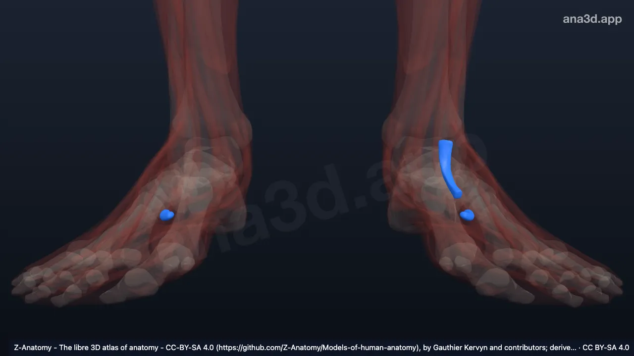 3D model: fibular tarsal tendon sheaths